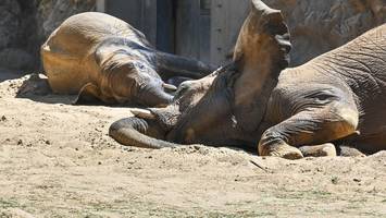 Nach sechs Jahren Pause: Elefantenfamilie im Berliner Tierpark bald wieder zu sehen