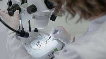 Forscher zeigen sich überrascht: West-Nil-Virus ist in Berlin heimisch
