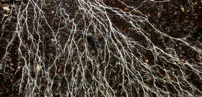 Mykorrhiza-Netzwerke: Wie Pilze unterirdisch unsere ganze Welt umspannen