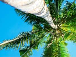 Deutschland gegen Curaçao: Drei Kokosnüsse für ...