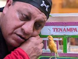 das wm-tagebuch: mexikanischer kanarienvogel: deutschland wird weltmeister