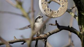 vögel füttern im sommer? nabu hamburg warnt vor tödlichen folgen