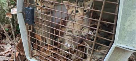 Achtung Verwechslungsgefahr: Wie Menschen richtig mit Wildkatzen umgehen