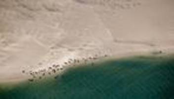 Population von Meeressäugern: Flug zwischen Watt und Wolken – so werden Seehunde gezählt