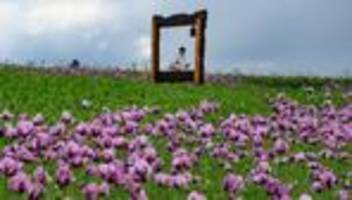 touristenattraktion: saisonstart: wo der mohn im werra-meißner-kreis blüht