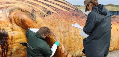 wal »timmy«: museen konkurrieren um knochen des buckelwals