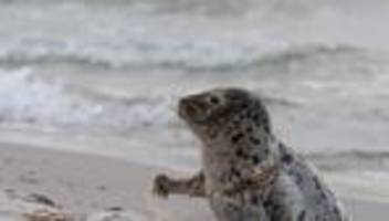 Ostsee: Tierschützer retten verletzte junge Kegelrobbe vor Zingst