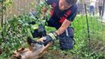 Tier gerettet: Feuerwehr befreit Fuchs aus lebensgefährlicher Situation