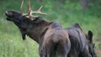 Wildtiere: Außergewöhnlich: Gleich fünf Elche in Brandenburg