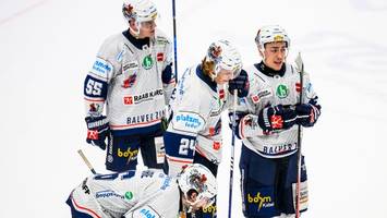 „sehen viel potenzial“: eisbären verpflichten nachwuchsstürmer vom konkurrenten