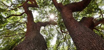 Klimakrise: Wälder können offenbar weniger CO₂ speichern als angenommen