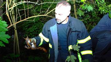Feuerwehr rettet verletztes Eichhörnchen aus einem Baum