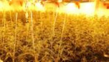 Drogen: Rohrbruch gemeldet – Polizei entdeckt Cannabisplantage