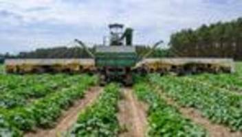 Gemüse: «Gurkenflieger» rollen aufs Feld - Erntezeit im Spreewald