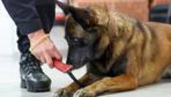 Justizvollzug: Bei diesen Drogen haben die JVA-Hunde in NRW die Nase vorn