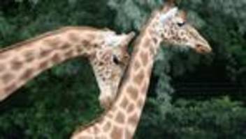tiere: mehr platz für giraffen und zebras – neue anlage in dresden