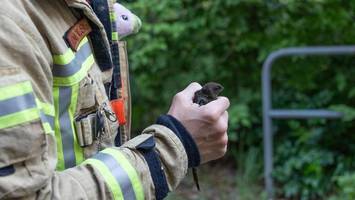 In großer Not: Berliner Feuerwehr rettet Mauersegler in windiger Höhe