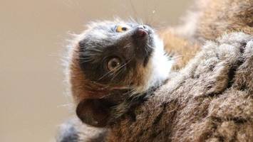 „Quasi Goldstaub“: Tierpark Berlin bejubelt seltenen und extra-süßen Nachwuchs