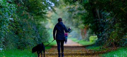 Hund pieselt: Angeblicher Mitarbeiter des Ordnungsamtes droht, Tier zu beschlagnahmen