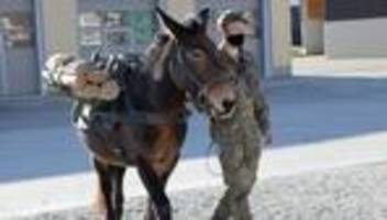 bundeswehr: bundeswehr plant mehr projekte mit tierversuchen