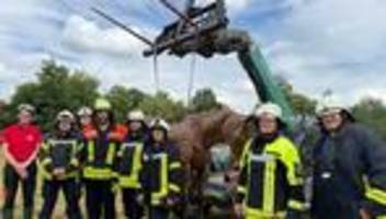 rettung von tieren: pferde-dummy im einsatz – Übung für notfälle mit nutztieren