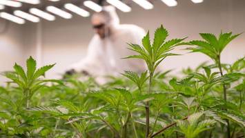 kiffen im verein? warum es cannabis-clubs in berlin besonders schwer haben