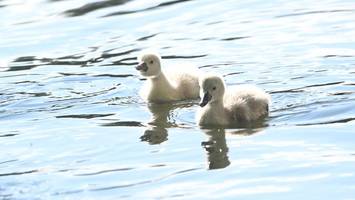 tiertragödie am schäfersee: zwei schwanenküken grausam getötet