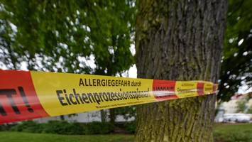 eichenprozessionsspinner: krisentreffen enttäuscht – kosten explodieren