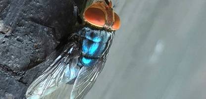 Neuwelt-Schraubenwurmfliege in den USA: Fleischfressender Parasit löst Katastrophenfall aus