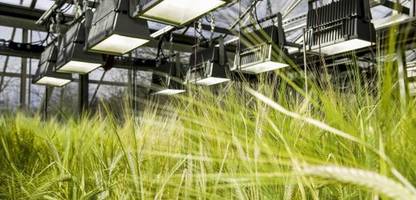 Gentechnik: EU schwächt Regeln für genveränderte Lebensmittel ab