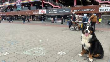 Bei jedem Spiel dabei: Das ist der bekannteste Hund des FC St. Pauli