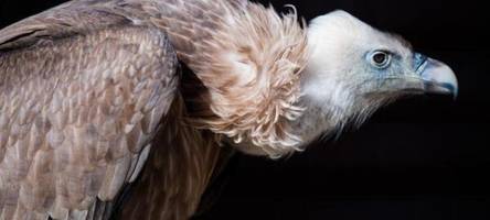Seltener Gänsegeier stirbt nach Kollision mit Windrad
