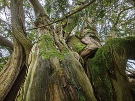 naturdenkmal im allgäu: hier steht der älteste baum deutschlands