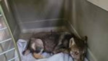 Hinweis auf Rudel: Verirrter Wolfswelpe südlich von Magdeburg gefunden