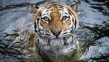 Tiere: Tigerdame Maruschka ist tot - Trauer bei Hagenbeck