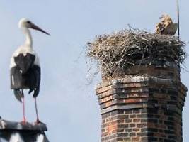 eltern-störche waren machtlos: gänsegeier frisst jungtiere - storchendrama bewegt niedersachsen