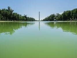 scheitert trumps renovierung?: schlimmer als vorher: algen kommen mit voller wucht in reflecting pool zurück