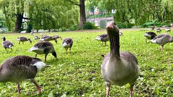 Fast 1000 Gänse an der Alster: So groß sind Probleme mit Seuchen und Kot