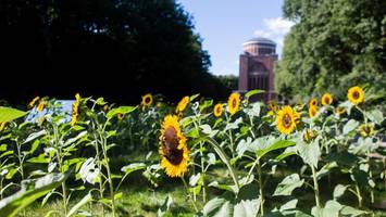 warum eine new yorkerin auf dem gelände der hammaburg sonnenblumen pflanzt