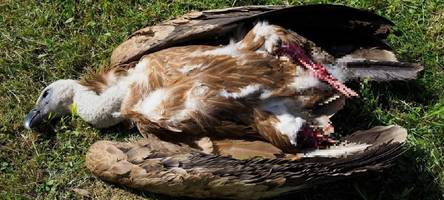 Grausiger Fund: Streng geschützter Gänsegeier stirbt nach Kollision mit Windrad