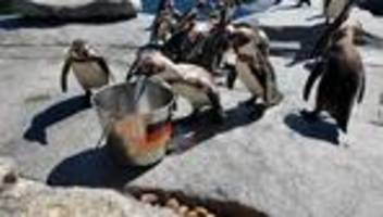 orakel: stinktiere, papagei und bakterien tippen auf wm-spiele