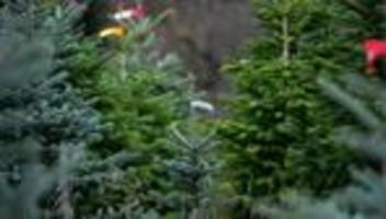 Weihnachtsvorbereitungen: Hohe Transportkosten treiben Christbaum-Preise nach oben