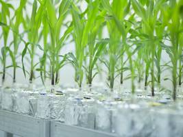 biotechnologie: gelockerte gentechnik-regeln helfen bei der profitmaximierung – nicht aber der weltrettung
