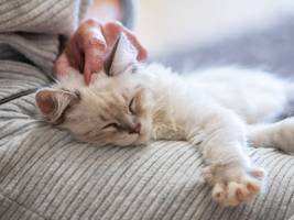 psychologie: senkt kuscheln mit der katze wirklich den inneren stress?
