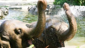 Hitze in Berlin: Zoo-Tiere bekommen Eisbomben und kühle Duschen