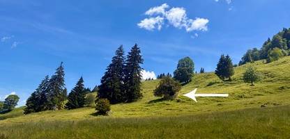 Eibe bei Steibis im Oberallgäu: Klein, aber mit mindestens 1100 Jahre wohl Deutschlands ältester Baum