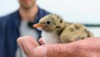 Vogelschutz: Rettungsinseln für bedrohte Zugvögel