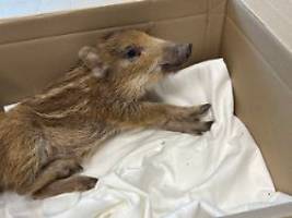 Allein auf Hauptstraße unterwegs: Polizei fängt junges Wildschwein mitten in Idar-Oberstein ein