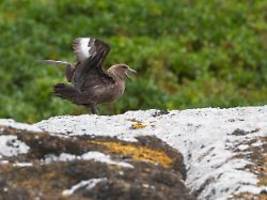 Infizierte Möwe in Australien: Vogelgrippe erreicht auch den letzten Kontinent