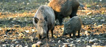 Braunbären, Wildschweine, Lamas: Das sind die schönsten Wildparks in Bayern